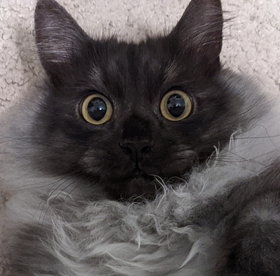 Finn with fluffy mane